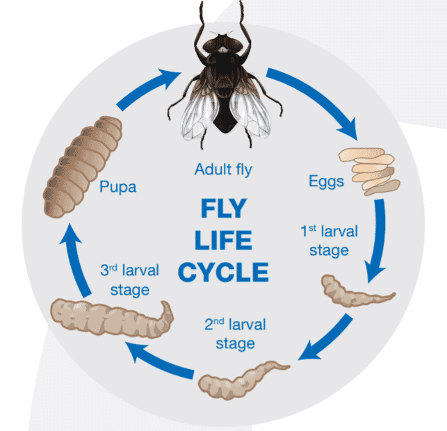 flies 2 1