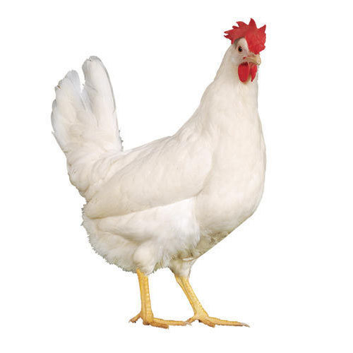 poultry farm chicken 500x500 1 1
